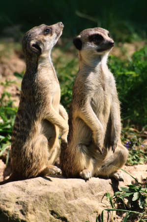 Two meerkats の写真素材