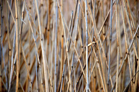 Dry grass closeupの写真素材