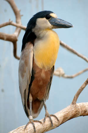 little birdの写真素材