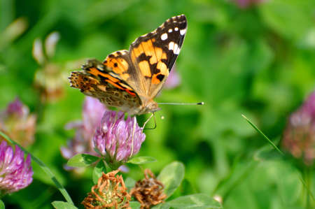 butterflyの写真素材