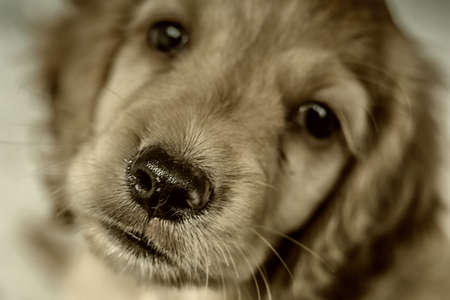Dogの写真素材