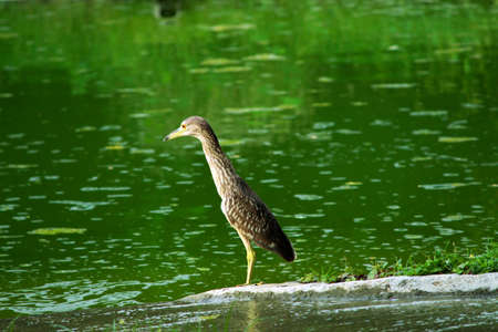 The exotic flora of Gir National Park gives shelter to more than 200 species of birds and moreover...