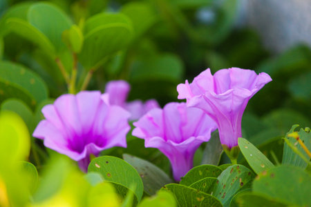 Beautiful Beach Flowers..