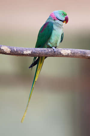 Alexander Parrot