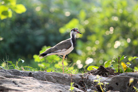 Indian Bird