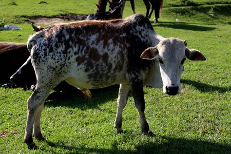 indian cowの写真素材