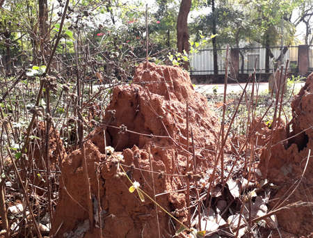 The place where termites live mound in Indiaの写真素材
