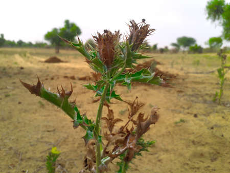 A thorny Indian grass or weed plant in desert area with unique vessel like structure to store its...