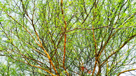 scattered branches of a wild bush spread bottom viewの写真素材