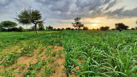 cloudy sky in monsoon in fields of India