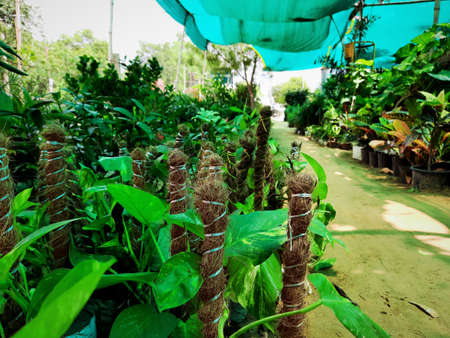 Money tree or vines in a plant shop or nursery