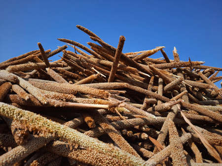 pile of unprocessed pearl millet in a field in blue sky with selective focusの写真素材