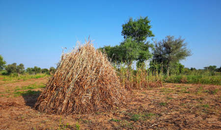 cone shaped hay sheaves or bales in agricultural field for weather protection in Indiaの写真素材