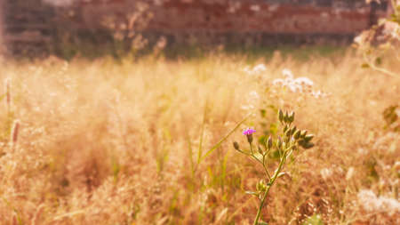 tiny white flower and flower bud selective focus in gardenの写真素材