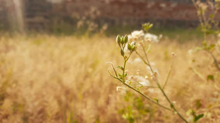 tiny white flower and flower bud selective focus in gardenの写真素材