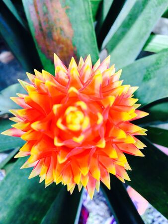 Bromelia