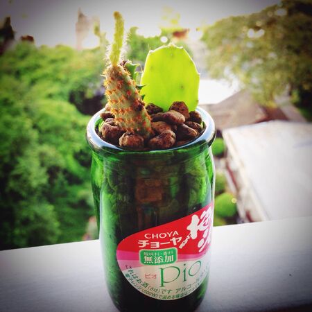 Cactusの素材