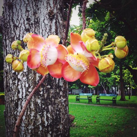 Cannonball flower