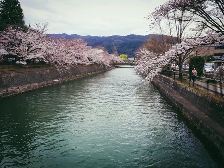 Sakura belong canal