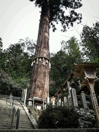 Holy old treeの素材