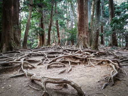 Root of the treeの素材