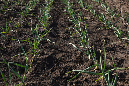 Spring garlic sprouts in a large garden