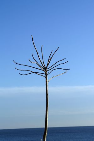Tree denuded of leaves against the sky.