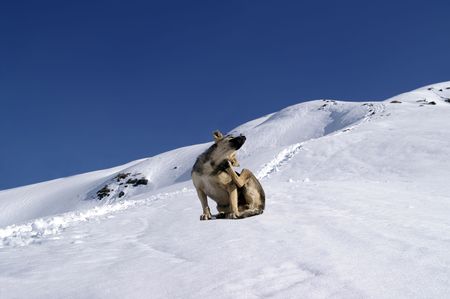 Dog in the snowy mountains