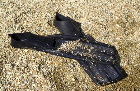 Flippers on the shoreの写真素材