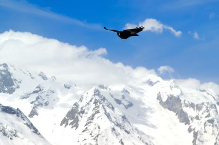 Alpine Chough (Pyrrhocorax graculus) flying against mountainsの写真素材