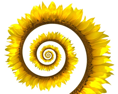 Sunflower spiral on white backgroundの写真素材