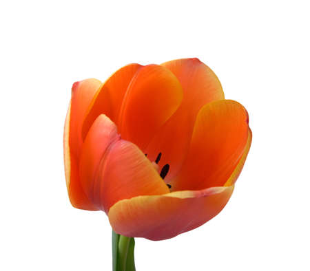 Tulip bud close-up. Isolated on white background.の写真素材