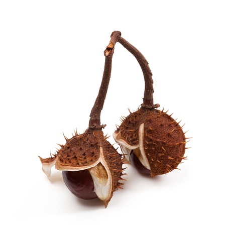 Two horse chestnuts inside dry peel on branch. Isolated on white background の写真素材