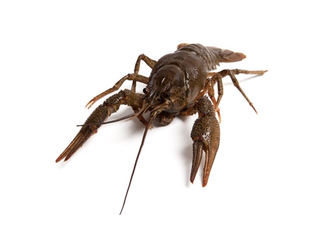 Crawfish isolated on white backgroundの写真素材