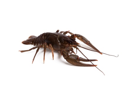 Crawfish isolated on white background