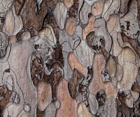 Wooden texture. Macro photo of Crimean pine-tree.の写真素材