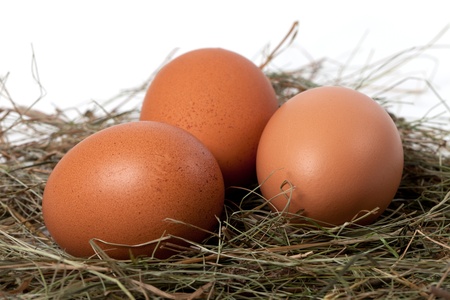 Chicken eggs in nest  Close-up view 