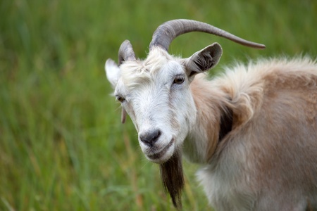 Portrait of goat