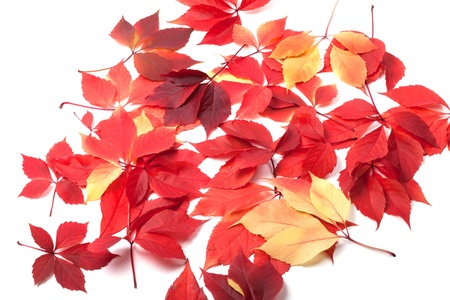 Scattered autumn leaves on white background  Virginia creeper leaves の写真素材