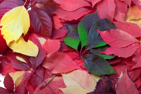 Background of multicolor autumn leavesの写真素材