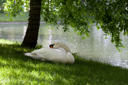 Mute swan on grass under the treeの写真素材