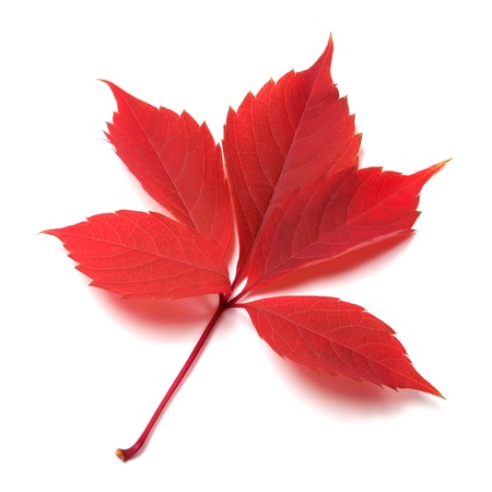 Red autumn leaf on white background  Close-up view の写真素材