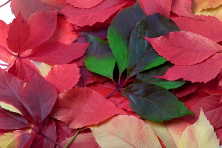 Background of multicolor autumn leaves