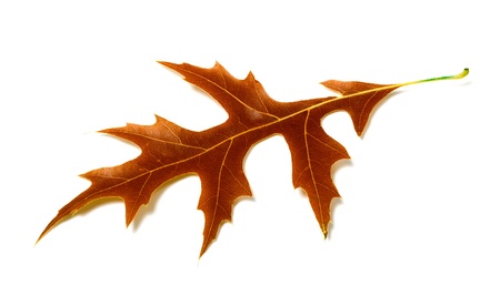 Autumn leaf of oak on white background  Close-up view の写真素材