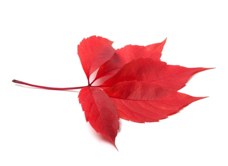 Red autumn virginia creeper leave isolated on white background