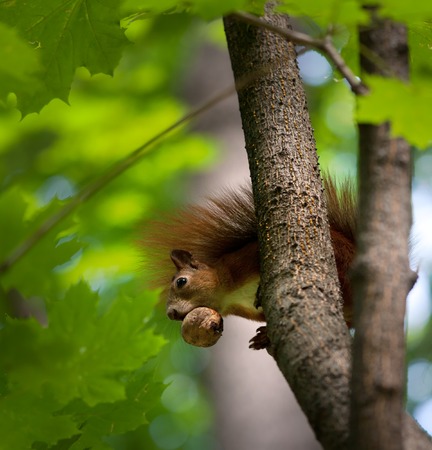 Red squirrel on tree with walnut in mouth. Selective focus - on squirrel.の写真素材