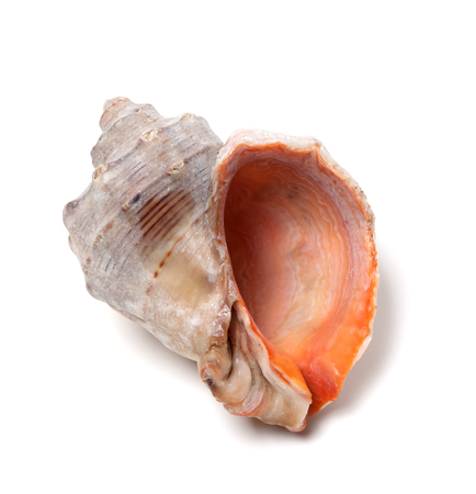 Empty rapana isolated on white background. Close-up view. 