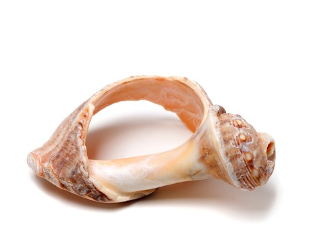 Broken rapana shell isolated on white background. Close-up view. の写真素材