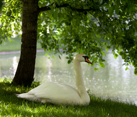 Mute swan on grass under treeの写真素材