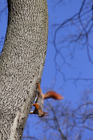 Red squirrels on tree in spring forestの写真素材